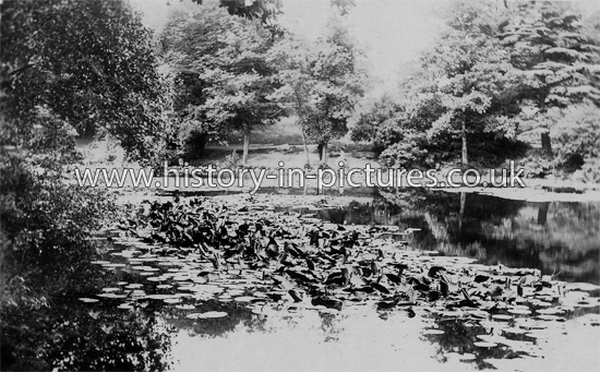 Water Lilies Highams Park Lake, London. c.1907
